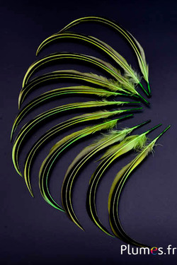 Canard Mandarin - 15-20 cm - lime